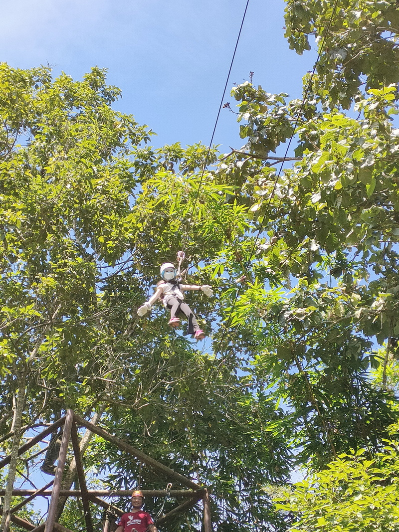 Zip lining Adventure at Phoenix Zipline Chiang Mai Person in harness and mask zip lining through lush green trees under clear sky at Phoenix Zipline Chiang Mai.