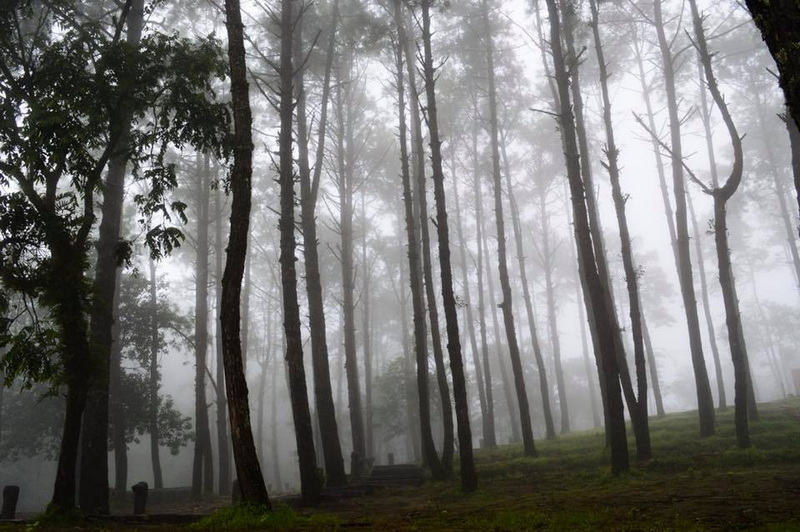 Misty forest with tall trees and moss-covered ground at Doi Ang Khang.