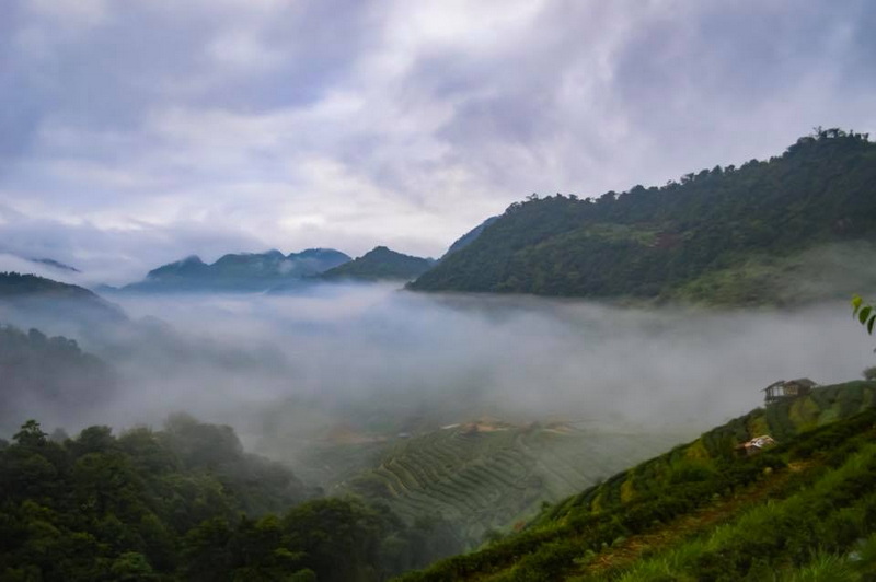 Misty mountain valley with green terraces and fog rolling over hills at Doi Ang Khang.