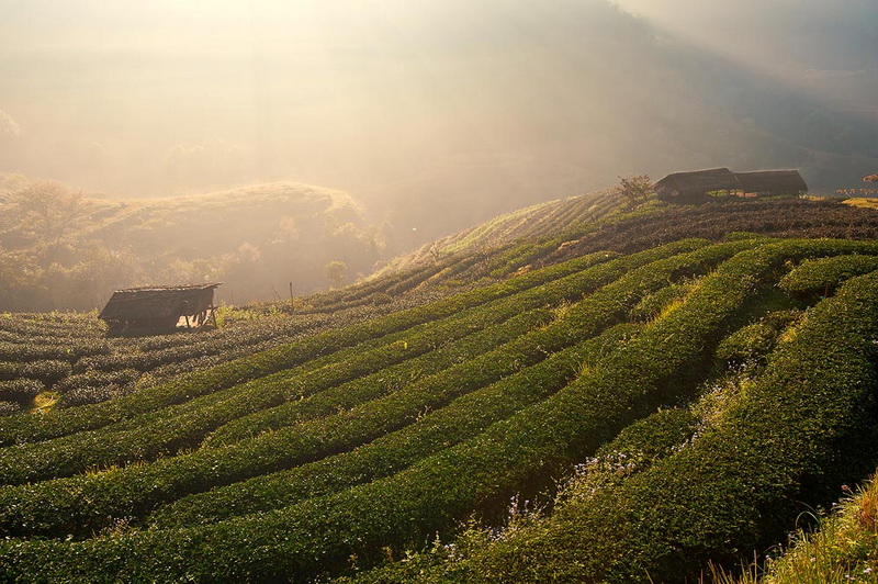 Scenic Hilltop Fields at Doi Ang Khang Terraced green fields with small huts on a hillside under a hazy sky at Doi Ang Khang.