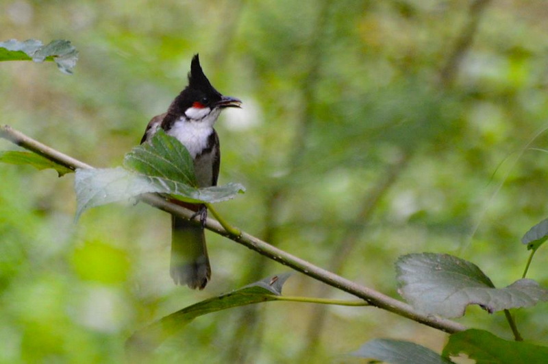 Bird in Green Forest at Doi Ang Khang A bird perched on a branch surrounded by green forest foliage at Doi Ang Khang.