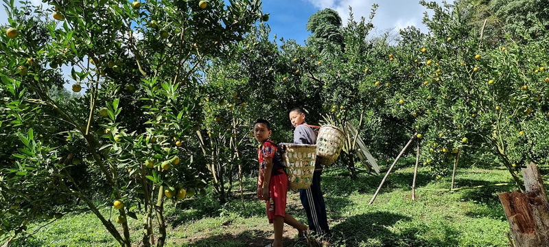Children in Orchard at Doi Luang Chiang Dao Two children with baskets walking through a lush orchard with yellow fruit on trees at Doi Luang Chiang Dao.