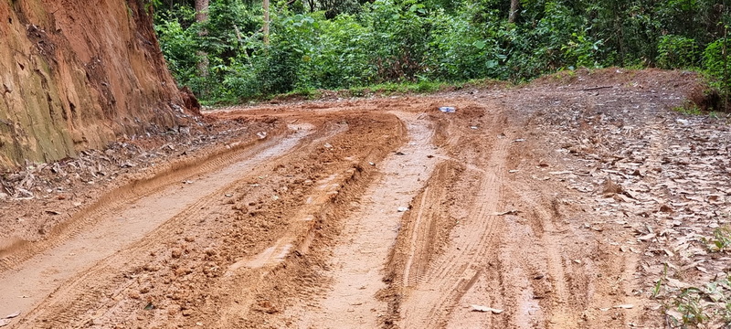 Forest Dirt Trail at Doi Luang Chiang Dao Dirt trail through a dense green forest with visible tire tracks at Doi Luang Chiang Dao.