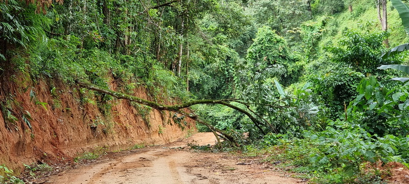 Dirt trail with fallen tree blocking path in lush greenery at Doi Luang Chiang Dao.