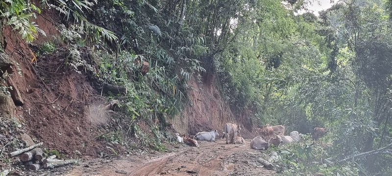 Cows resting on a dirt path surrounded by dense forest greenery at Doi Luang Chiang Dao.