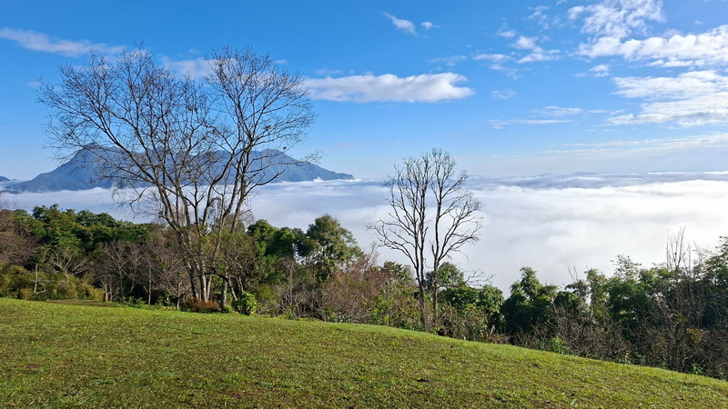 Mountain View Over Clouds at Doi Luang Chiang Dao Mountain landscape with clouds below and clear blue sky above, framed by trees and grassy terrain at Doi Luang Chiang Dao.