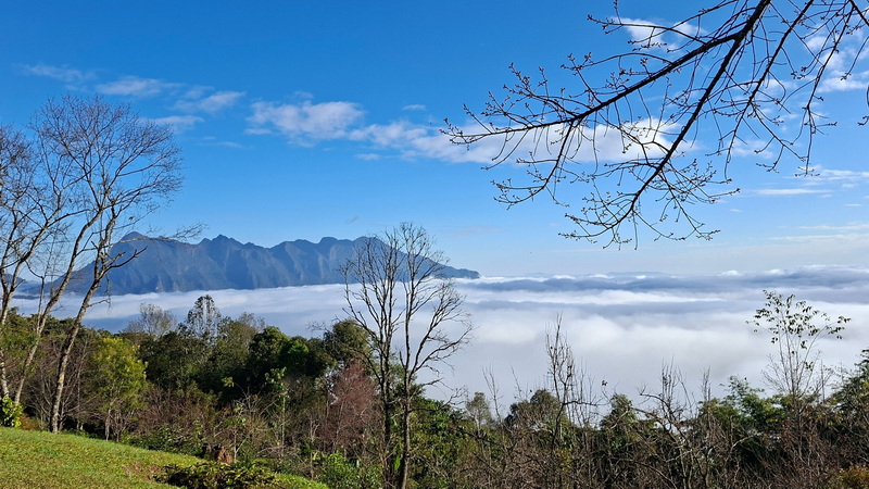 Majestic View from Doi Luang Chiang Dao Mountain landscape above clouds with trees in the foreground at Doi Luang Chiang Dao.