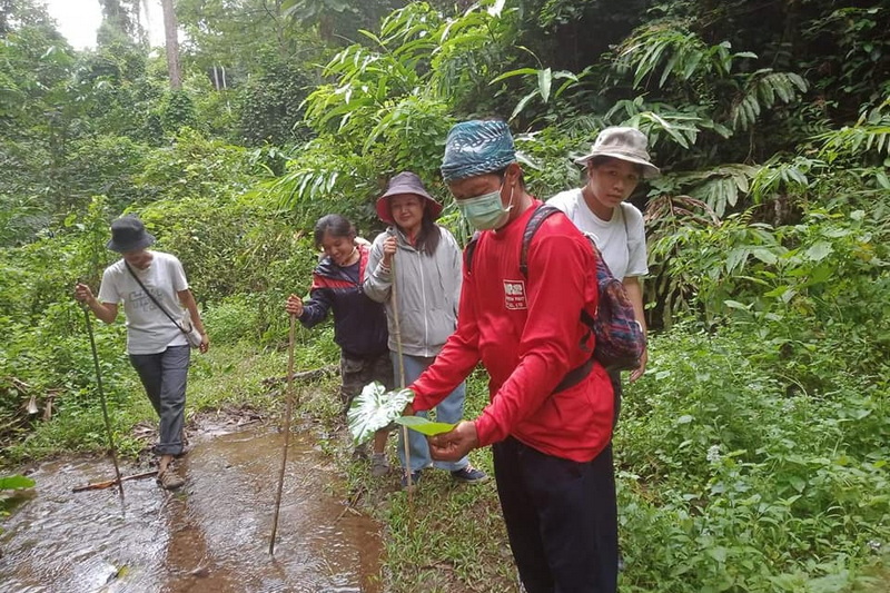 Forest Trail Hike at Doi Luang Chiang Dao Group hiking in dense forest along muddy trail with lush greenery at Doi Luang Chiang Dao.