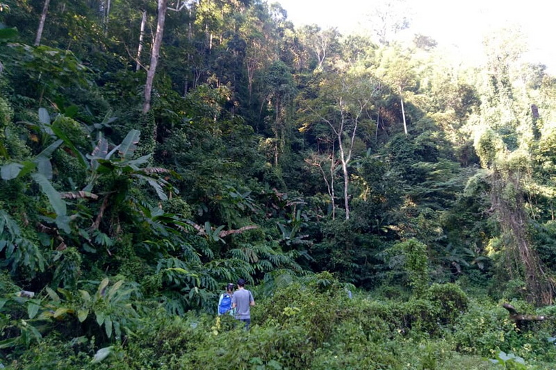 Lush forest area near Doi Luang Chiang Dao.