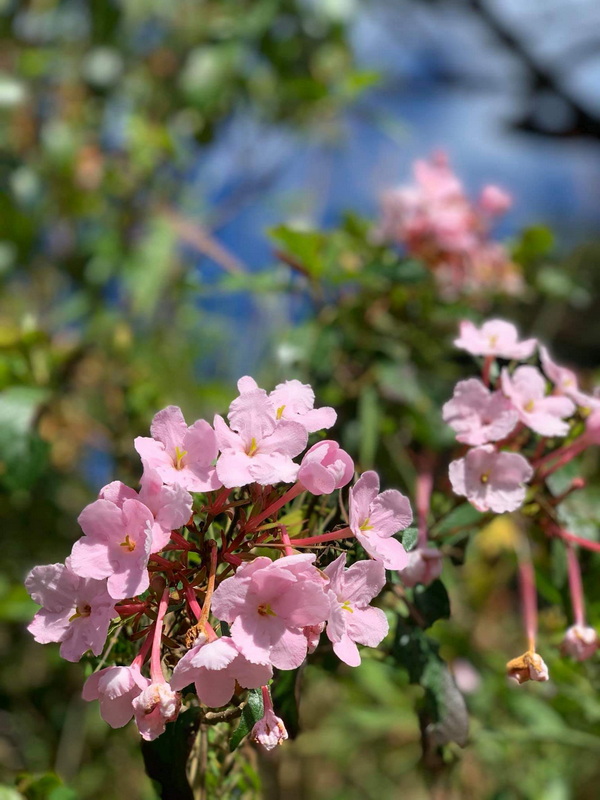 Pink Flowers in Bloom at Doi Luang Chiang Dao Close-up of pink flowering plant with green leaves outside at Doi Luang Chiang Dao.