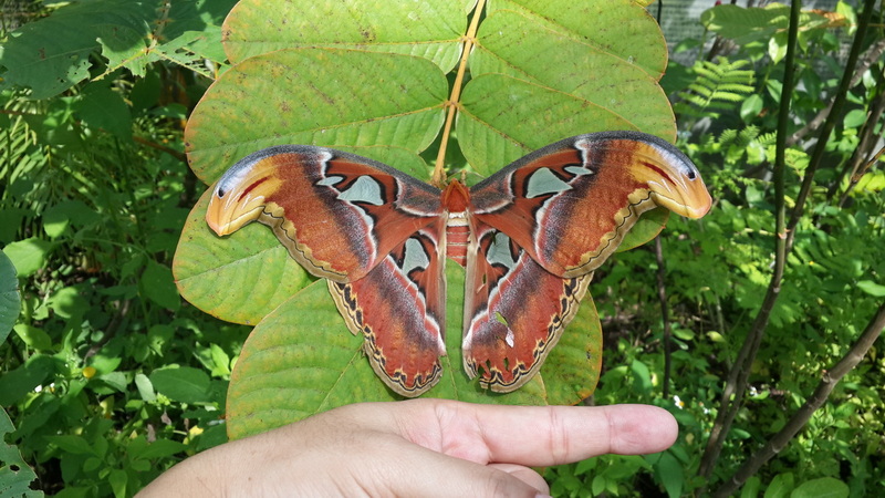 A butterfly resting on a person's finger among green leaves and plants at Chiang Mai Orchid.