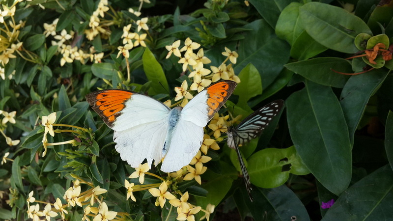 Two butterflies on yellow flowers surrounded by green foliage at Chiang Mai Orchid.