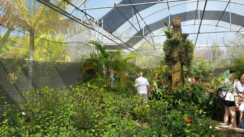 Visitors walking inside a tropical greenhouse filled with lush plants and sunlight at Chiang Mai Orchid.