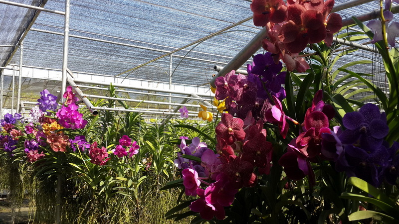 Colorful Orchid Greenhouse at Chiang Mai Orchid Farms A variety of vibrant orchids growing inside a greenhouse with a shaded roof at Chiang Mai Orchid Farms.