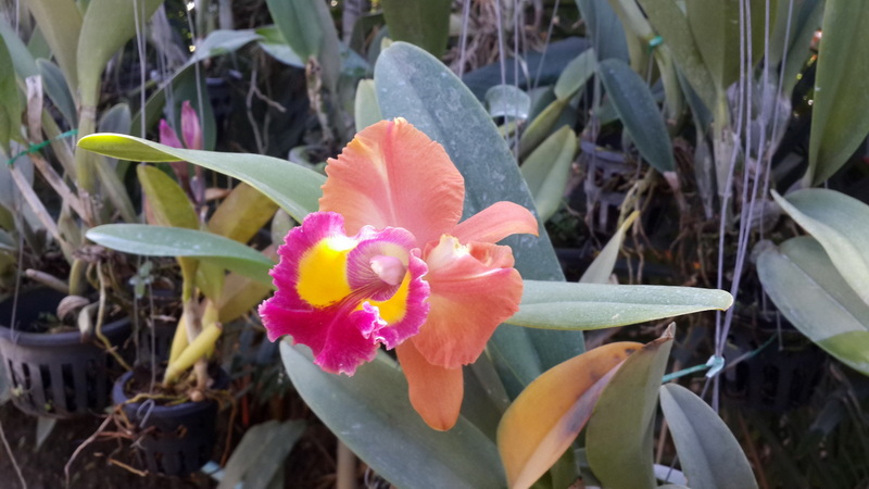 Colorful orchid flower with orange, pink, and yellow petals amidst green leaves at Chiang Mai Orchid.