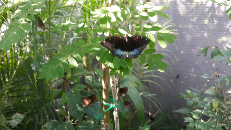 A butterfly resting on a leafy plant with other butterflies in the background at Chiang Mai Orchid.