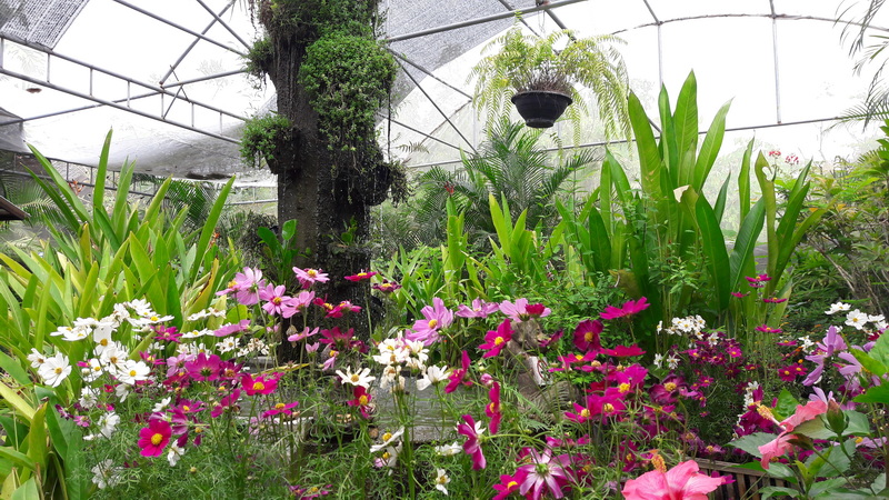 Indoor Garden with Vibrant Flowers at Chiang Mai Orchid Indoor greenhouse with colorful flowers, tall green plants, and a large tree trunk at Chiang Mai Orchid.