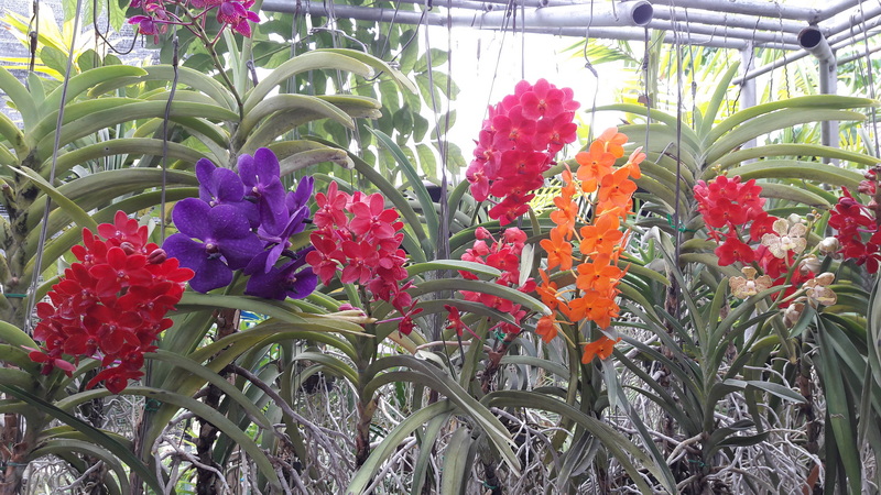 Colorful Orchids in Greenhouse at Chiang Mai Orchid Farms Vivid orchids of various colors growing inside a greenhouse structure at Chiang Mai Orchid Farms.