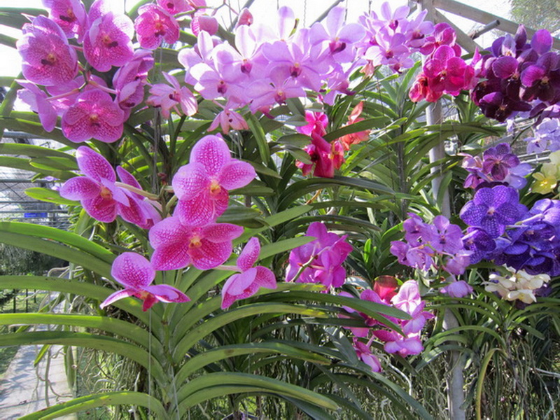 Colorful orchids blooming inside a greenhouse with lush green leaves at Chiang Mai Orchid.
