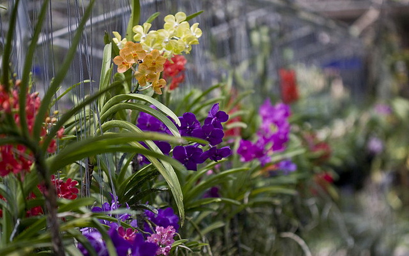 Colorful Orchid Display at Chiang Mai Orchid Close-up of vibrant orchids in a greenhouse setting with green foliage at Chiang Mai Orchid.