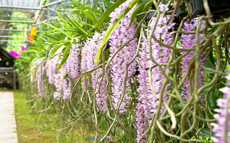 Colorful Orchid Display in Greenhouse at Chiang Mai Orchid Farms Pink and purple orchids growing along a greenhouse wall with a pathway nearby at Chiang Mai Orchid Farms.