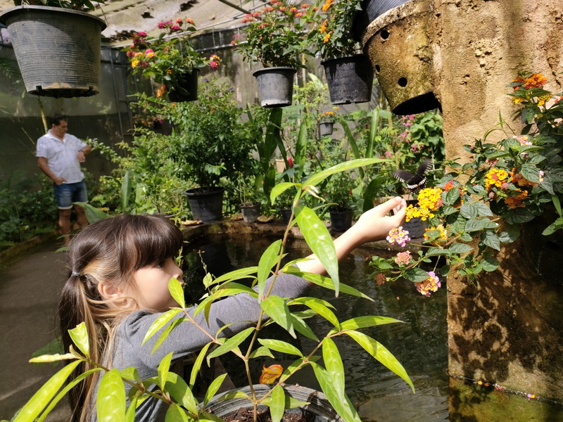 Girl with Flowers in Greenhouse at Chiang Mai Orchid Young girl reaching toward hanging colorful flowers in a greenhouse setting at Chiang Mai Orchid.