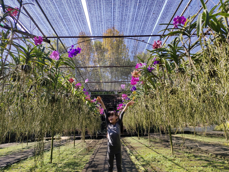 Indoor Orchid Garden at Chiang Mai Orchid Farms A girl happily standing under hanging orchids inside a greenhouse at Chiang Mai Orchid Farms.