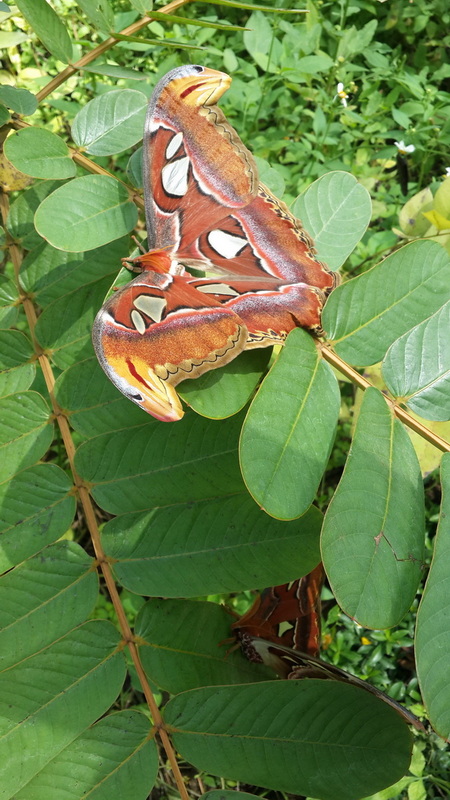 Colorful Butterfly on Green Leaves at Chiang Mai Orchid Colorful butterfly perched on lush green leaves in dense foliage at Chiang Mai Orchid.