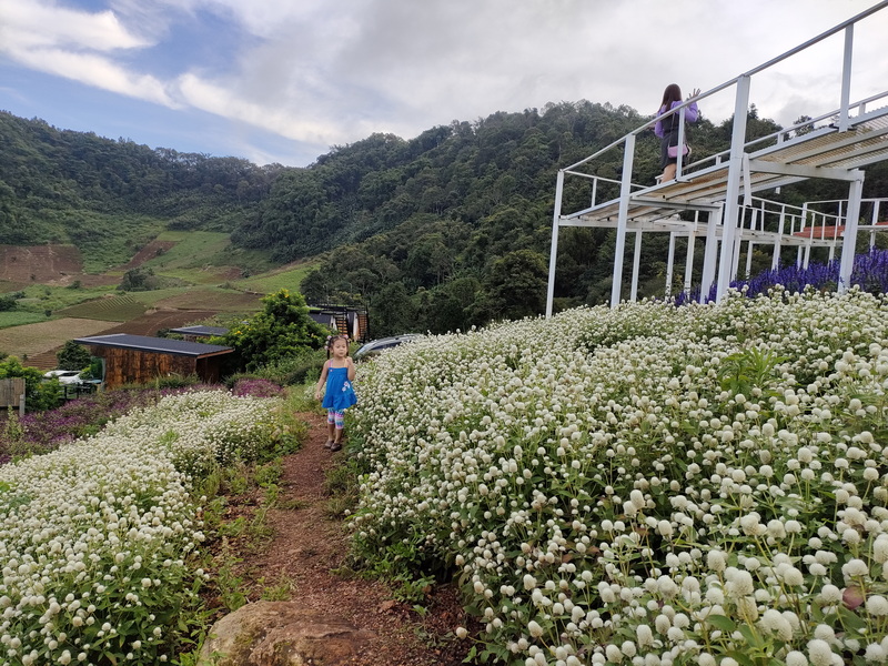 Girl walking on a dirt path through white flowering plants with hills in the background at Mon Jam.