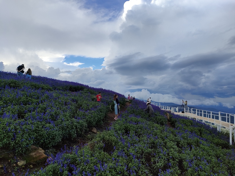 Flower Hill Viewpoint at Mon Jam People walking along a flower-covered hillside with a cloudy sky and railing at the top at Mon Jam.