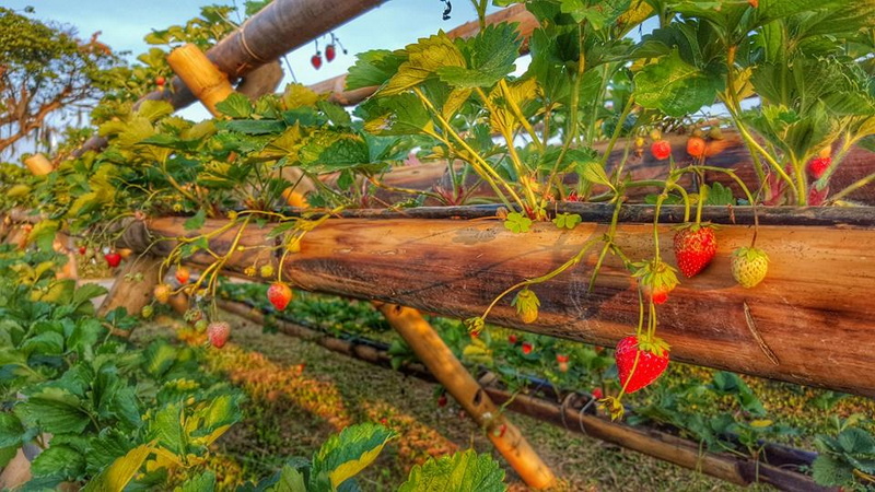 Strawberry Garden Scene at Mon Jam Close-up of strawberry plants growing on wooden beds with ripe and unripe berries at Mon Jam.