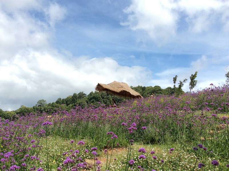 Hillside covered with purple flowers and a small thatched-roof hut under a partly cloudy sky at Mon Jam.