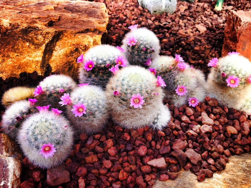Small white fuzzy cacti with pink flowers on rocky red ground at Floral Gardens Chiang Mai.