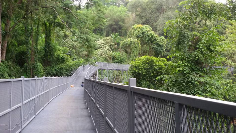 Forest Trail Pathway at Flower Park Chiang Mai A metal pathway winding through dense green forest trees at Flower Park Chiang Mai.