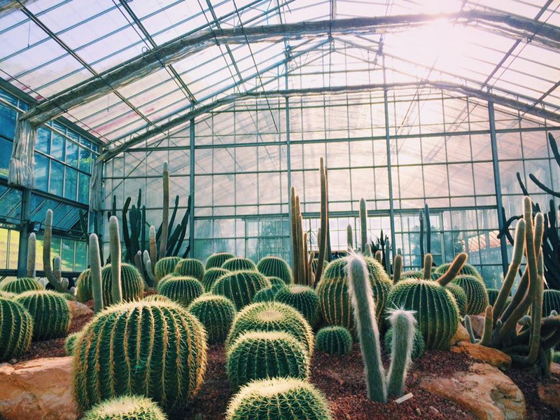 Indoor greenhouse filled with diverse cacti under sunlight at Chiang Mai Flower Fields.