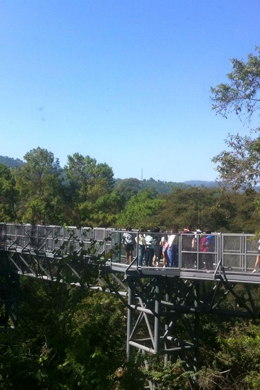 People walking on a steel observation platform surrounded by lush green trees under a clear blue sky at Chiang Mai Gardens.