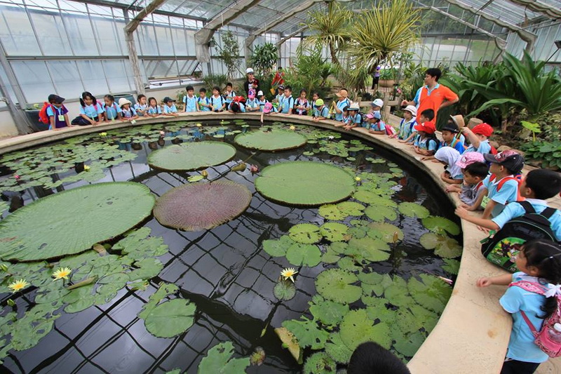 Children gathered around a pond with lily pads and water lilies inside a greenhouse at Queen Sirikit Botanic Garden.