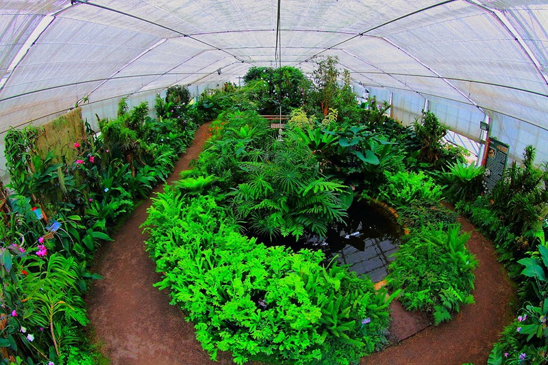 Indoor Greenhouse with Lush Plants at Queen Sirikit Botanic Garden Indoor greenhouse with lush green plants and a small pond in the center at Queen Sirikit Botanic Garden.
