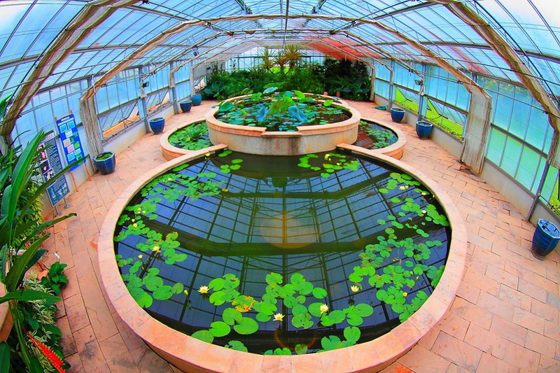 Indoor Botanical Garden Scene at Queen Sirikit Botanic Garden Indoor greenhouse with ponds, lily pads, and a fountain under a glass roof at Queen Sirikit Botanic Garden.