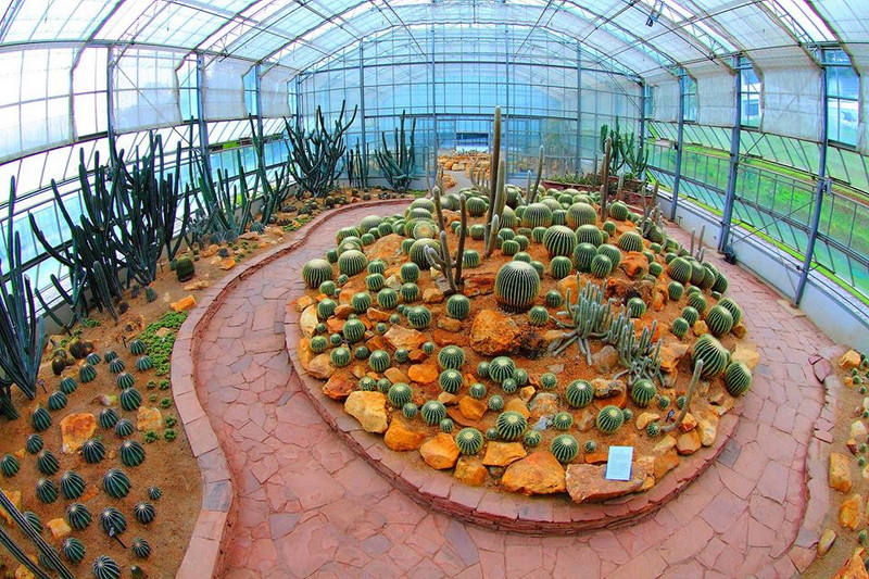 Cacti Display in Greenhouse at Queen Sirikit Botanic Garden Indoor greenhouse filled with diverse cacti on rocky soil and glass walls at Queen Sirikit Botanic Garden.