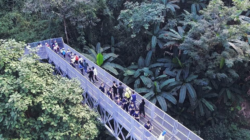 Lush Jungle Trekking Pathway at Queen Sirikit Botanic Garden People walking on an elevated walkway through lush tropical greenery at Queen Sirikit Botanic Garden.