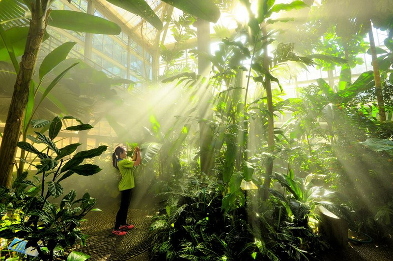 Indoor Botanical Garden Scene at Queen Sirikit Botanic Garden Girl photographing tropical plants as sunlight filters through the greenhouse ceiling at Queen Sirikit Botanic Garden.