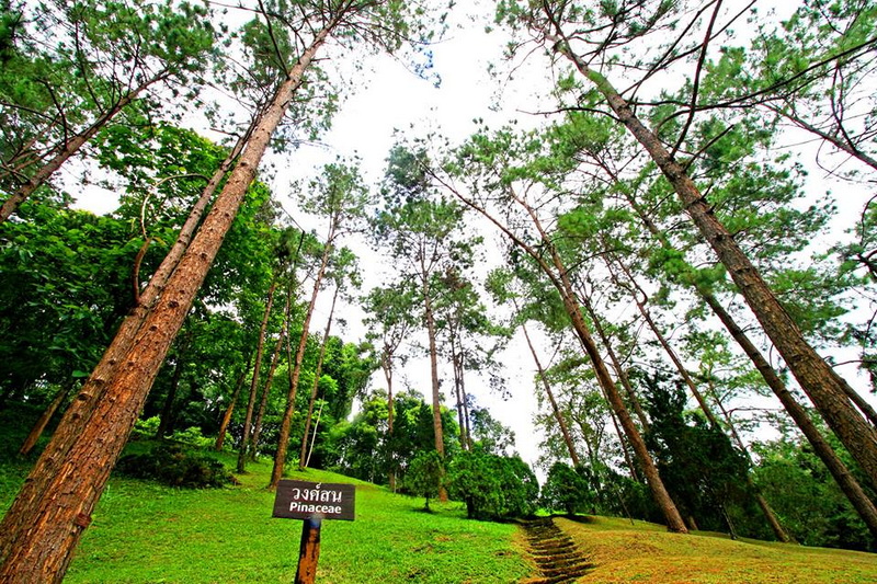 Tall pine trees with green leaves and grassy slope with steps leading up into the forest at Queen Sirikit Botanic Garden.