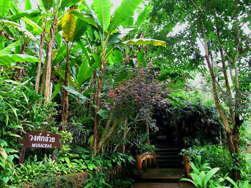 Lush tropical plants with a small wooden bridge and signage in a garden setting at Queen Sirikit Botanic Garden.