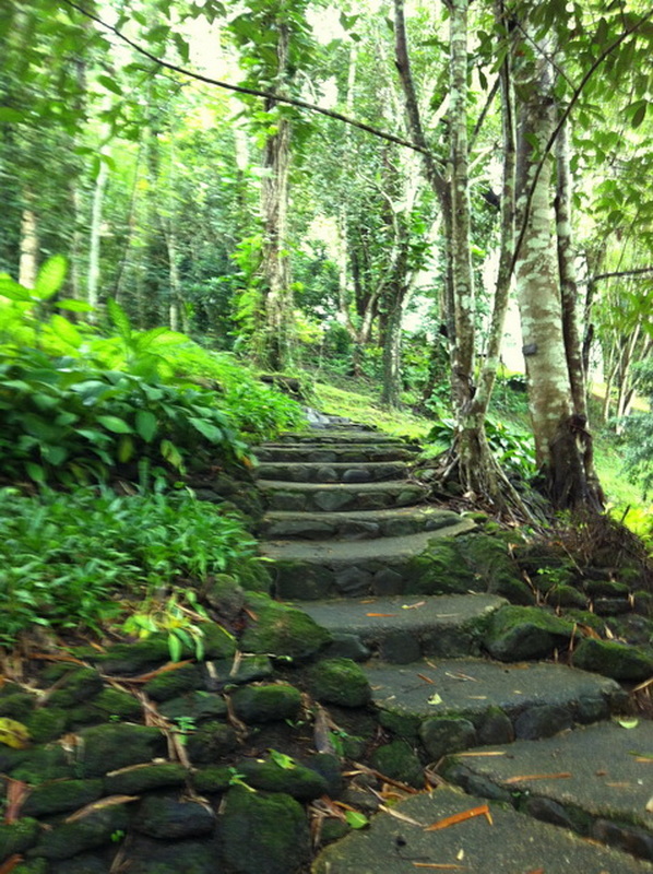 Stone pathway ascending through a dense green forest with tall trees and lush foliage at Queen Sirikit Botanic Garden.