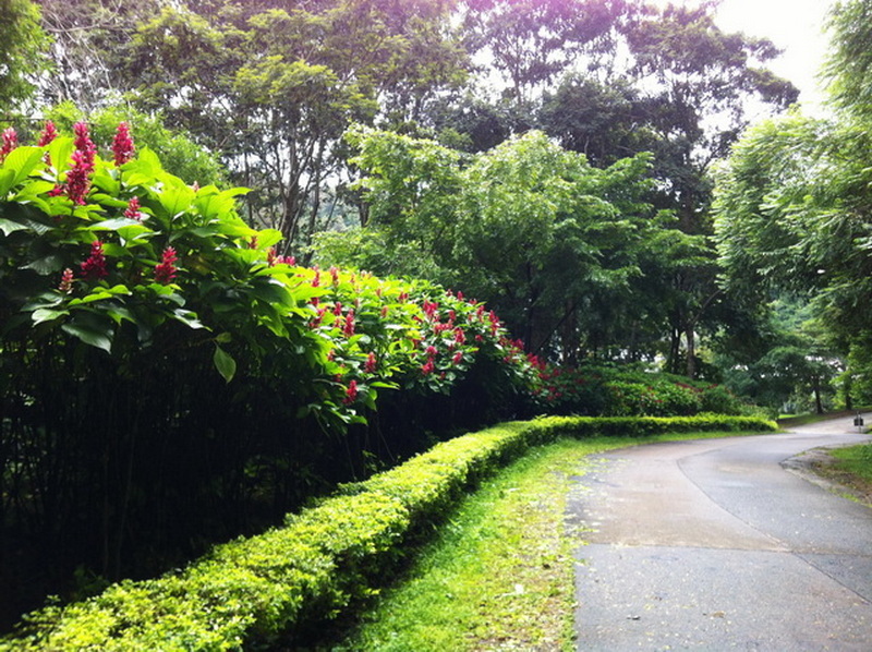 Winding path through a lush green park with flowering bushes and tall trees at Queen Sirikit Botanic Garden.