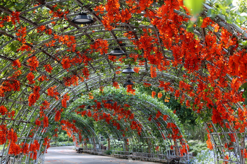 Flower Tunnel Archway at Royal Flora Ratchaphruek A vibrant flower-covered tunnel with orange blossoms and green leaves, arching over the road at Royal Flora Ratchaphruek.