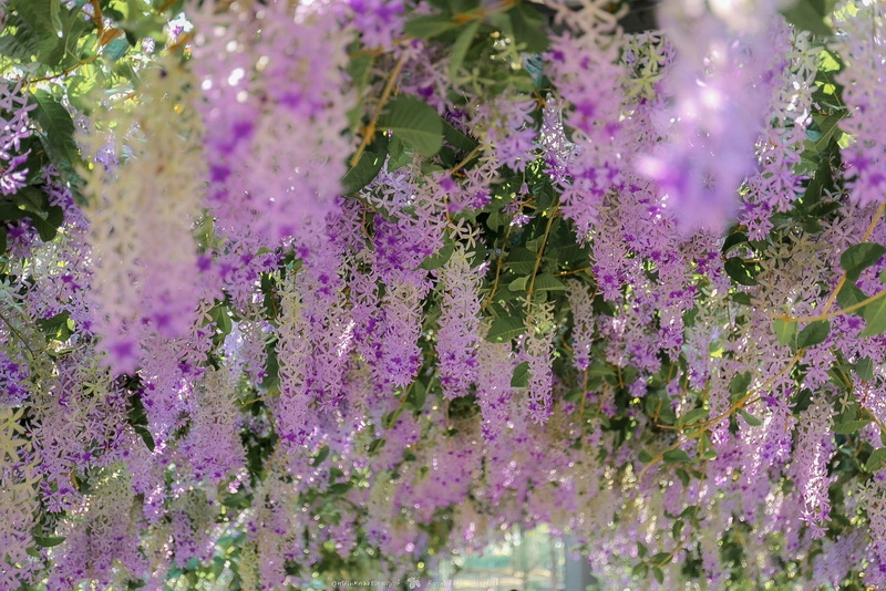 Purple Flower Cluster at Best Flower Gardens in Chiang Mai Close-up of purple and white flowers hanging from a garden trellis at Best Flower Gardens in Chiang Mai.
