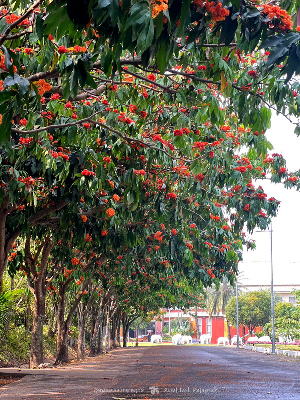 Tree-lined street with vibrant flowering trees and colorful blossoms at Chiang Mai Flower Fields.