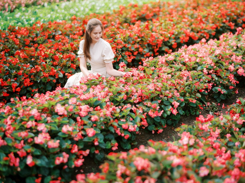 Blooming Flower Garden Scene at Chiang Mai Gardens Woman kneeling among colorful pink and red flowers in a lush garden at Chiang Mai Gardens.